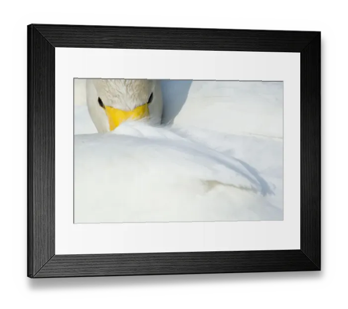 Framed Print : Whooper Swan (Cygnus cygnus) with its beak tucked under its wing. The Netherlands, June Framed Print : Whooper Swan (Cygnus cygnus) with its beak tucked under its wing. The Netherlands, June