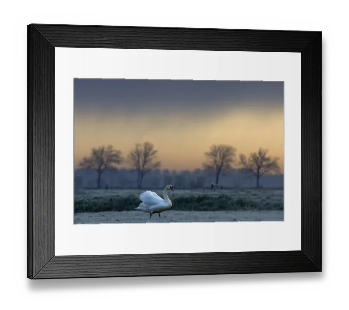 Framed Print : Mute Swan (Cygnus olor) standing on frosty grass. The Netherlands, March Framed Print : Mute Swan (Cygnus olor) standing on frosty grass. The Netherlands, March