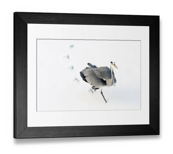Framed Print : Grey Heron (Ardea cinerea) leaving footprints while walking through snow. The Netherlands Framed Print : Grey Heron (Ardea cinerea) leaving footprints while walking through snow. The Netherlands