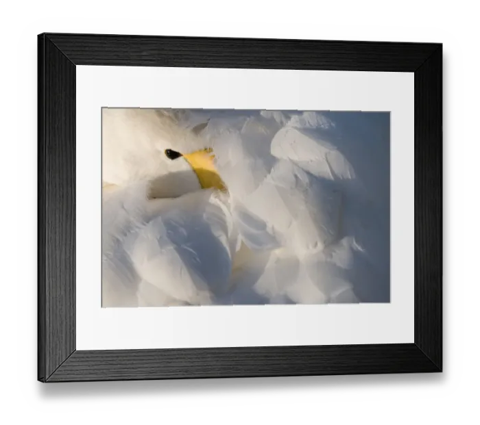 Framed Print : Whooper Swan (Cygnus cygnus) with its beak in its feathers. The Netherlands, January Framed Print : Whooper Swan (Cygnus cygnus) with its beak in its feathers. The Netherlands, January