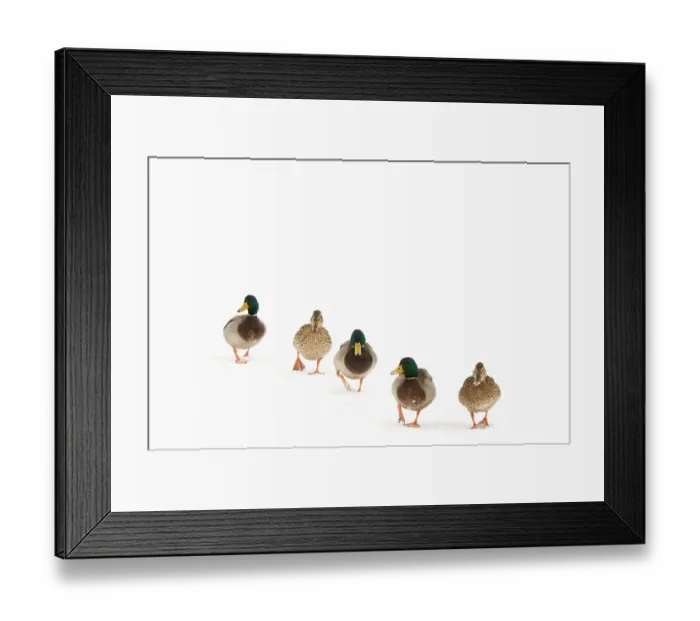 Framed Print : Five Mallard (Anas platyrhynchos) walking in a line across snow. Three males and two females. The Netherlands, January Framed Print : Five Mallard (Anas platyrhynchos) walking in a line across snow. Three males and two females. The Netherlands, January