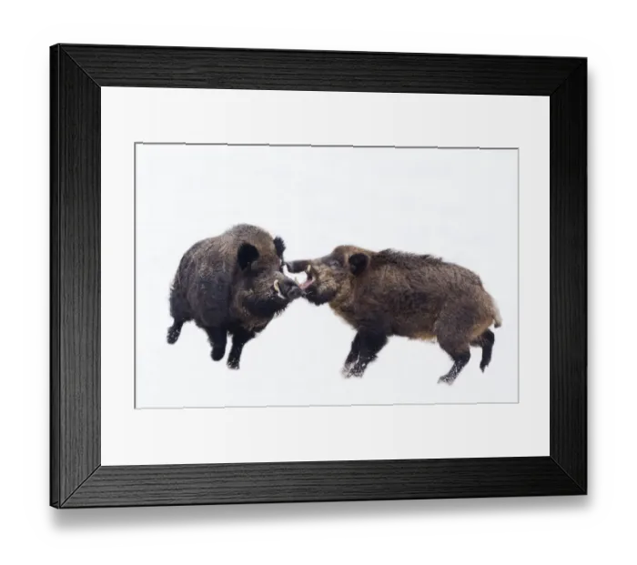 Framed Print : Wild Boar (Sus scrofa) males fighting in snow. The Netherlands, January Framed Print : Wild Boar (Sus scrofa) males fighting in snow. The Netherlands, January