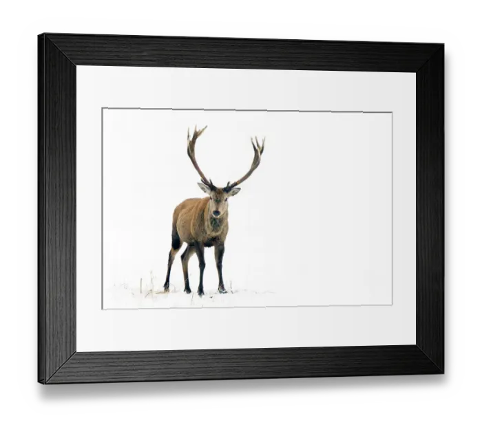 Framed Print : Red Deer (Cervus elaphus) male standing in snow. The Netherlands, January Framed Print : Red Deer (Cervus elaphus) male standing in snow. The Netherlands, January