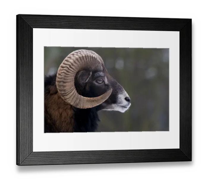 Framed Print : European Mouflon (Ovis musimon) male head profile. The Netherlands, January Framed Print : European Mouflon (Ovis musimon) male head profile. The Netherlands, January