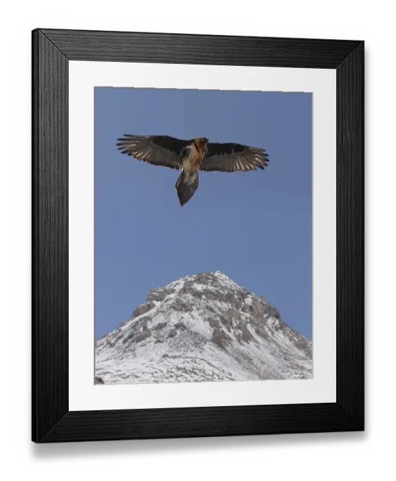 Framed Print : Lammergier {Gypaetus barbatus} soaring over the Himalayas, northern India Framed Print : Lammergier {Gypaetus barbatus} soaring over the Himalayas, northern India