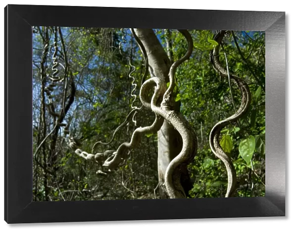 Woody  /  Monkey ladder vine (Bauhinia glabra) Palo Verde National Park, Costa Rica
