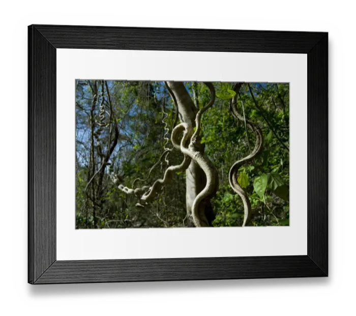 Framed Print : Woody / Monkey ladder vine (Bauhinia glabra) Palo Verde National Park, Costa Rica Framed Print : Woody / Monkey ladder vine (Bauhinia glabra) Palo Verde National Park, Costa Rica