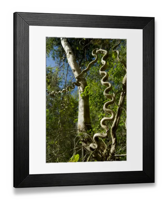 Framed Print : Woody / Monkey ladder vine (Bauhinia glabra) Palo Verde National Park, Costa Rica Framed Print : Woody / Monkey ladder vine (Bauhinia glabra) Palo Verde National Park, Costa Rica