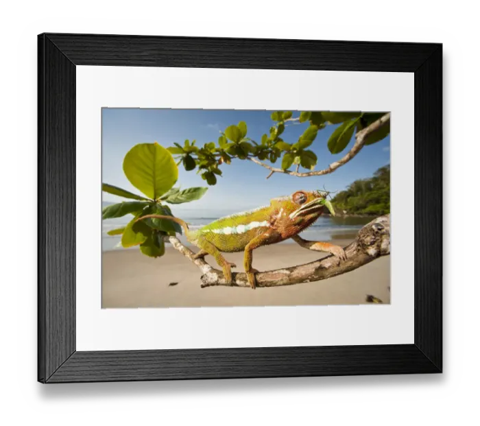 Framed Print : Male Panther Chameleon (Furcifer pardalis) feeding on Preying mantis in beach side vegetation Framed Print : Male Panther Chameleon (Furcifer pardalis) feeding on Preying mantis in beach side vegetation