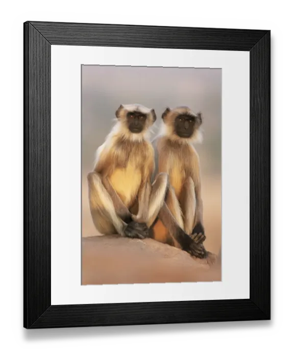 Framed Print : Southern plains grey / Hanuman langur {Semnopithecus dussumieri} two adolescents sitting Framed Print : Southern plains grey / Hanuman langur {Semnopithecus dussumieri} two adolescents sitting