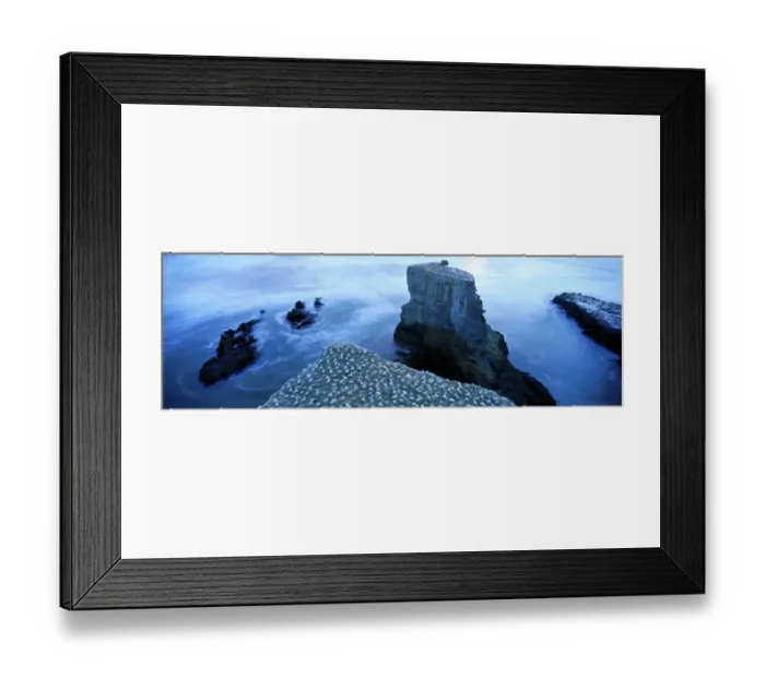 Framed Print : Gannet colony at Muriwai, North Island, New Zealand Framed Print : Gannet colony at Muriwai, North Island, New Zealand