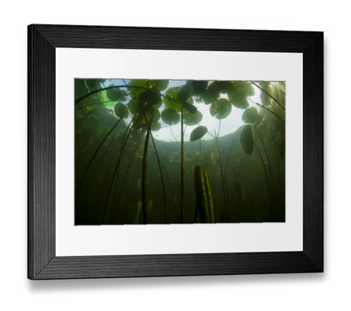 Framed Print : Fragrant water lilies (Nymphaea odorata) in Lake Skadar, Montenegro, May 2008 Framed Print : Fragrant water lilies (Nymphaea odorata) in Lake Skadar, Montenegro, May 2008