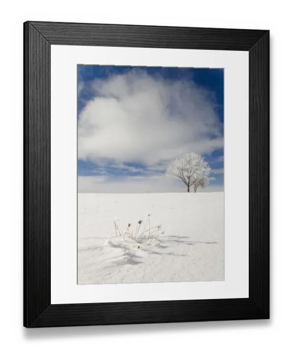 Framed Print : Tree covered with rime ice standing in snow-covered field, Ithaca, New York, USA Framed Print : Tree covered with rime ice standing in snow-covered field, Ithaca, New York, USA
