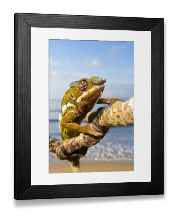 Framed Print : Panther Chameleon {Furcifer pardalis} climbing along branch on beach, Masoala Peninsula Framed Print : Panther Chameleon {Furcifer pardalis} climbing along branch on beach, Masoala Peninsula