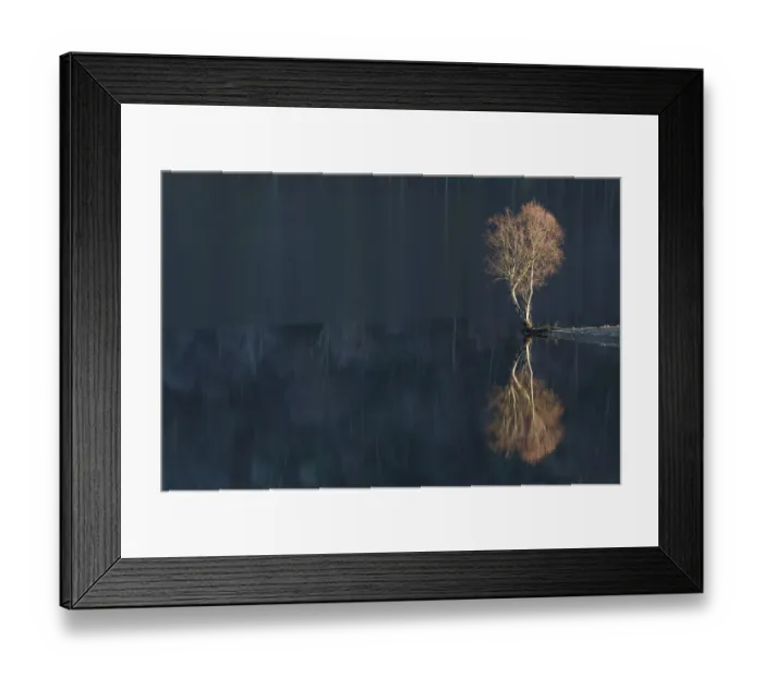 Framed Print : Silver Birch (Betula verrucosa) reflected in Loch Beinn a Mheadhoin Framed Print : Silver Birch (Betula verrucosa) reflected in Loch Beinn a Mheadhoin