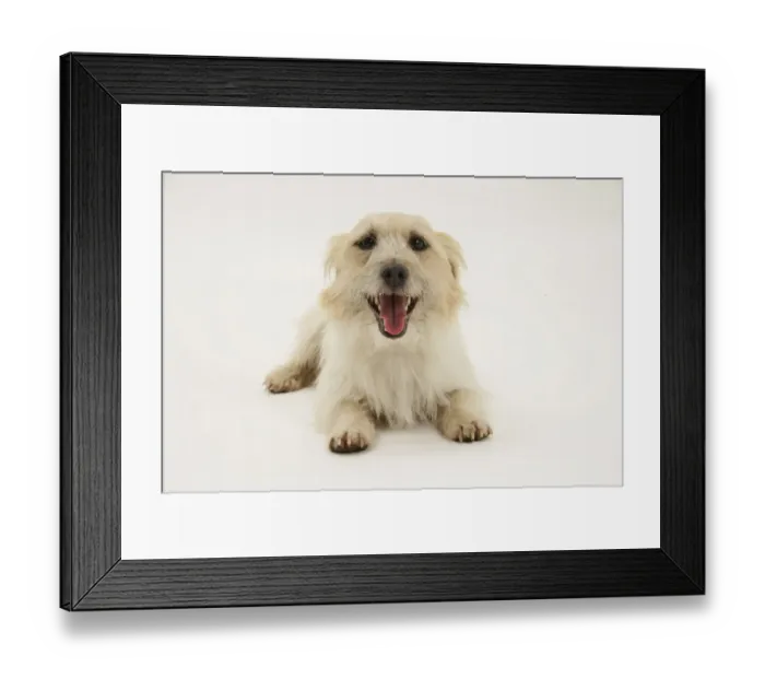 Framed Print : Rough coated Jack Russell Terrier, tan and white, lying down, panting Framed Print : Rough coated Jack Russell Terrier, tan and white, lying down, panting