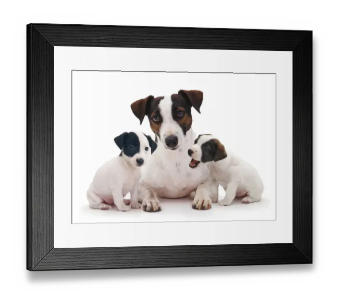 Framed Print : Smooth coated Jack Russell Terrier, black, tan and white, female with two 8 week puppies Framed Print : Smooth coated Jack Russell Terrier, black, tan and white, female with two 8 week puppies