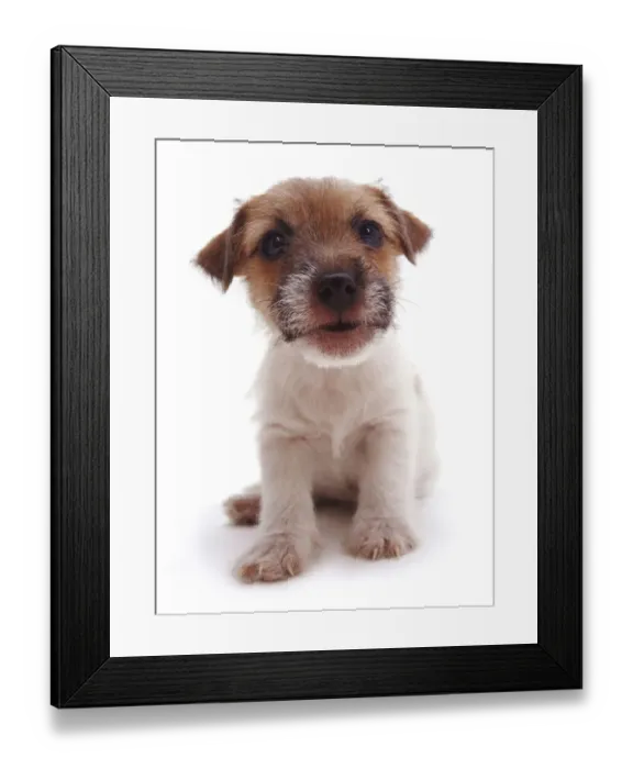 Framed Print : Rough coated Jack Russell Terrier puppy, black, tan and white, portrait Framed Print : Rough coated Jack Russell Terrier puppy, black, tan and white, portrait