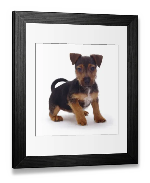 Framed Print : Rough coated Jack Russell Terrier puppy, black and tan, portrait Framed Print : Rough coated Jack Russell Terrier puppy, black and tan, portrait