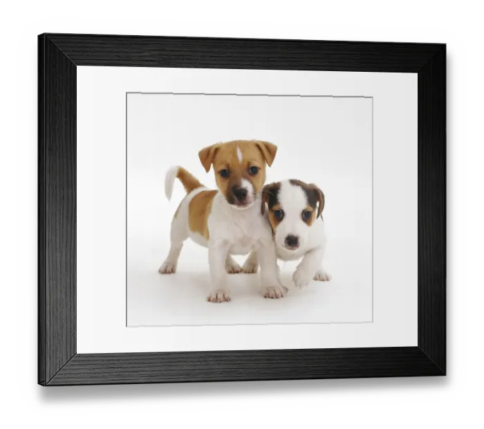 Framed Print : Two smooth coated Jack Russell Terrier puppies, tan and white, 6 weeks Framed Print : Two smooth coated Jack Russell Terrier puppies, tan and white, 6 weeks