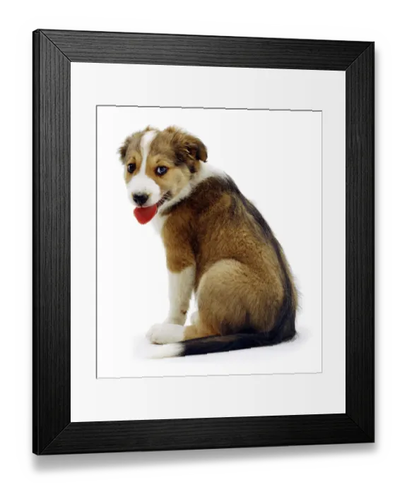 Framed Print : Sable Border Collie puppy, 9 weeks, sitting Framed Print : Sable Border Collie puppy, 9 weeks, sitting