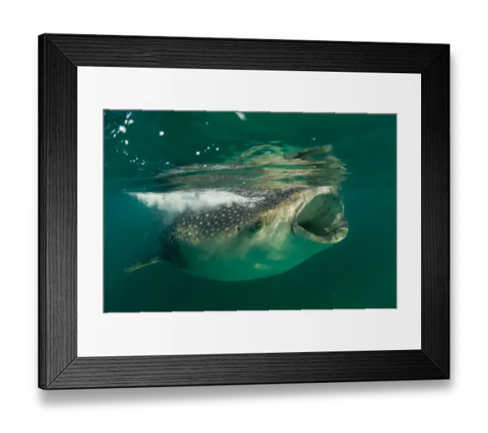 Framed Print : Whale Shark (Rhincodon typus), eating krill and plankton at the surface. Gulf of Mexico Framed Print : Whale Shark (Rhincodon typus), eating krill and plankton at the surface. Gulf of Mexico
