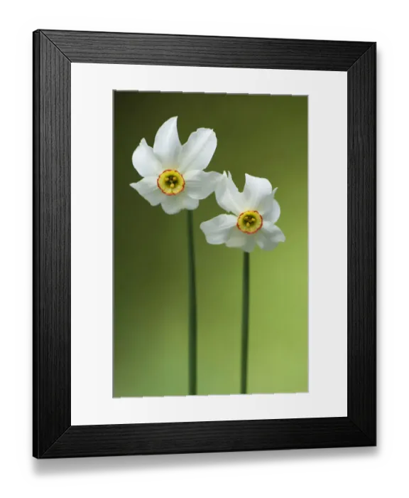 Framed Print : Poets Daffodil (Narcissus poeticus). Montseny Nature Reserve, Barcelona province Framed Print : Poets Daffodil (Narcissus poeticus). Montseny Nature Reserve, Barcelona province