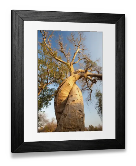 Framed Print : The Lovers Baobabs (Adansonia grandidieri). Near Morondava, Madagascar Framed Print : The Lovers Baobabs (Adansonia grandidieri). Near Morondava, Madagascar