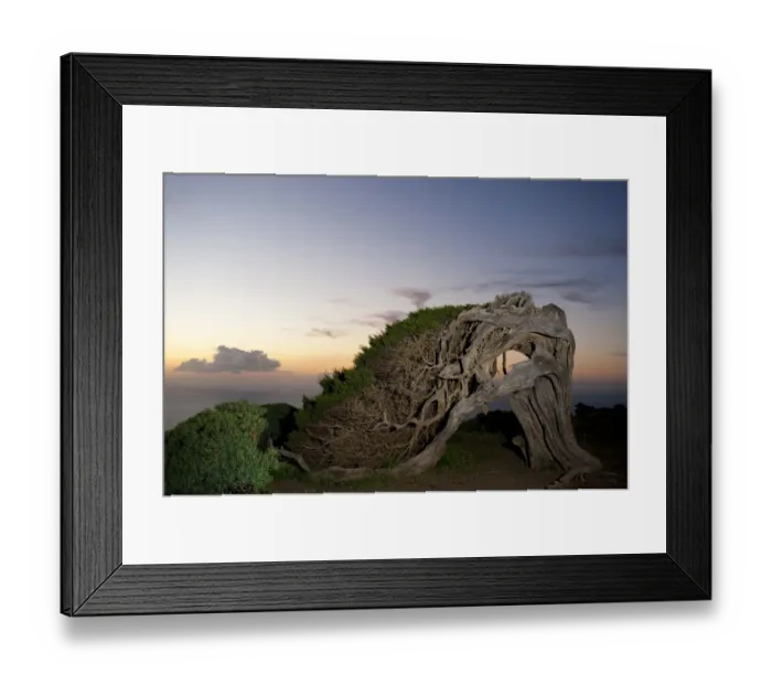 Framed Print : Thousand-year-old Canary Juniper, (Juniperus turbinata canariensis / Juniperus phoenicea var Framed Print : Thousand-year-old Canary Juniper, (Juniperus turbinata canariensis / Juniperus phoenicea var