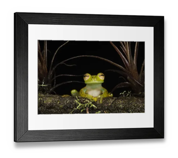 Framed Print : Portrait of an Emerald Glass Frog (Espadarana / Centrolenella prosoblepon). Captive Framed Print : Portrait of an Emerald Glass Frog (Espadarana / Centrolenella prosoblepon). Captive