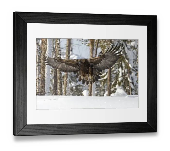 Framed Print : Golden eagle (Aquila chrysaetos) about to land on snow, Oulanka NP, Finland, February Framed Print : Golden eagle (Aquila chrysaetos) about to land on snow, Oulanka NP, Finland, February