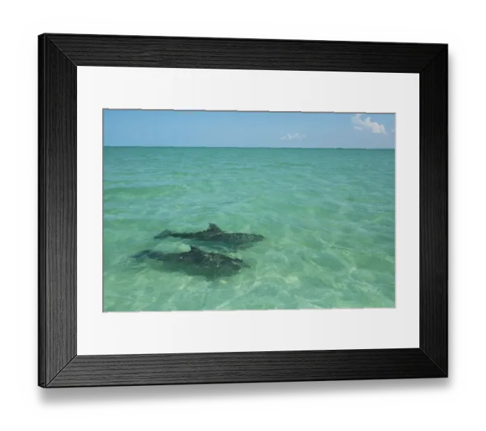 Framed Print : Two Common Bottlenose Dolphin (Tursiops truncatus) in shallow water. Punta Allen Framed Print : Two Common Bottlenose Dolphin (Tursiops truncatus) in shallow water. Punta Allen