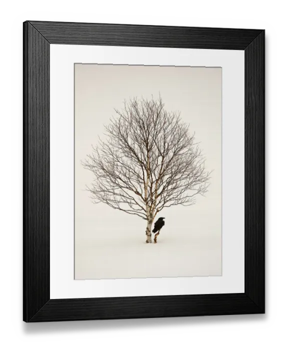 Framed Print : Common raven (Corvus corax) perched in snow beside birch tree, Finland, March Framed Print : Common raven (Corvus corax) perched in snow beside birch tree, Finland, March
