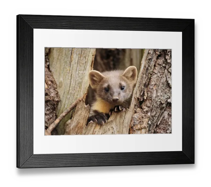 Framed Print : Pine marten (Martes martes) in tree trunk, Finland, July Framed Print : Pine marten (Martes martes) in tree trunk, Finland, July