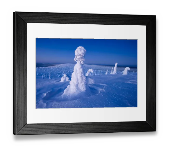 Framed Print : Conifer trees laden with snow in winter landscape, Kuusamo, northern Finland, February