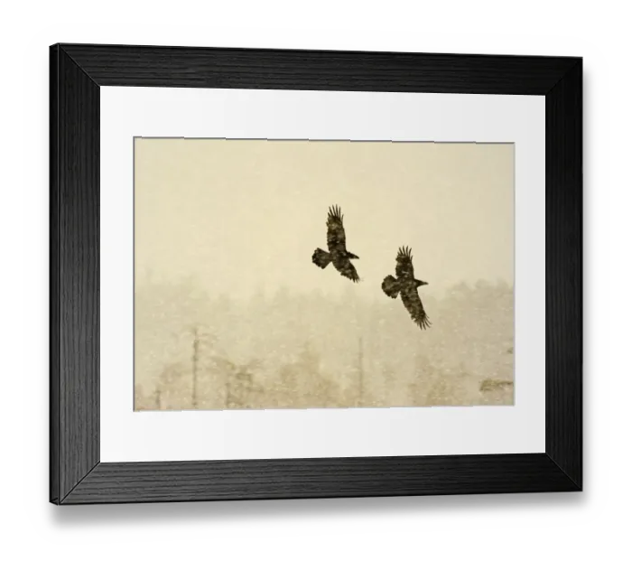 Framed Print : Two Common ravens (Corvus corax) in flight through snow, Finland, April Framed Print : Two Common ravens (Corvus corax) in flight through snow, Finland, April