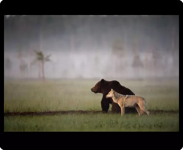 Brown bear (Ursus arctos) and Grey wolf (Canis lupus) together in wetlands, Kuhmo
