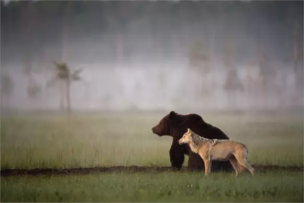 Brown bear (Ursus arctos) and Grey wolf (Canis lupus) together in wetlands, Kuhmo