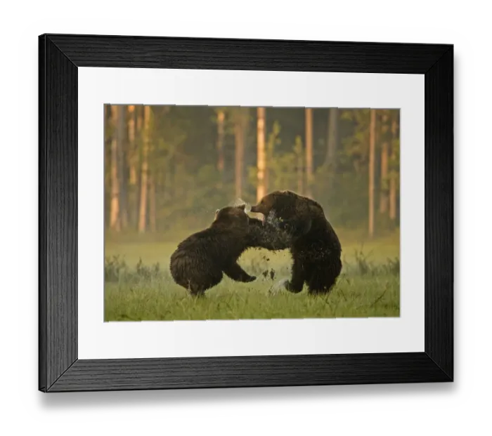Framed Print : Two Brown bears (Ursus arctos) fighting in woodland wetlands, Kuhmo, Finland, July Framed Print : Two Brown bears (Ursus arctos) fighting in woodland wetlands, Kuhmo, Finland, July