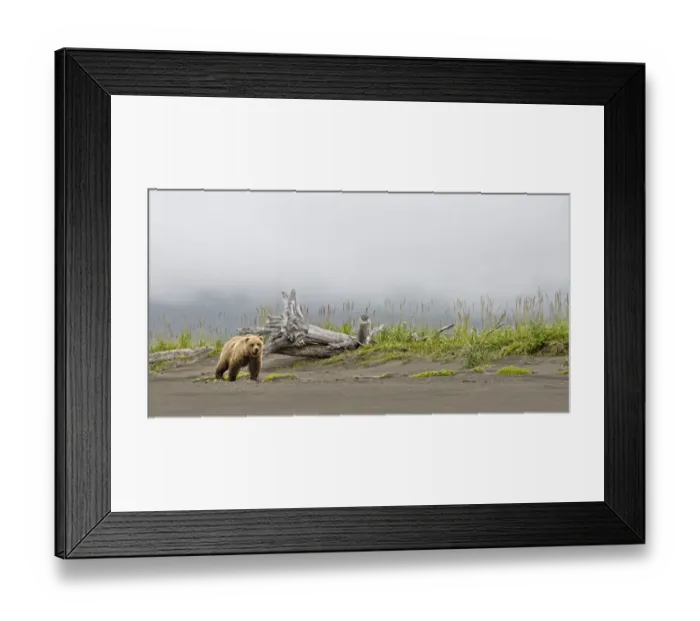 Framed Print : Brown bear (Ursus arctos) strolling along the beach in the rain, looking towards the camera Framed Print : Brown bear (Ursus arctos) strolling along the beach in the rain, looking towards the camera