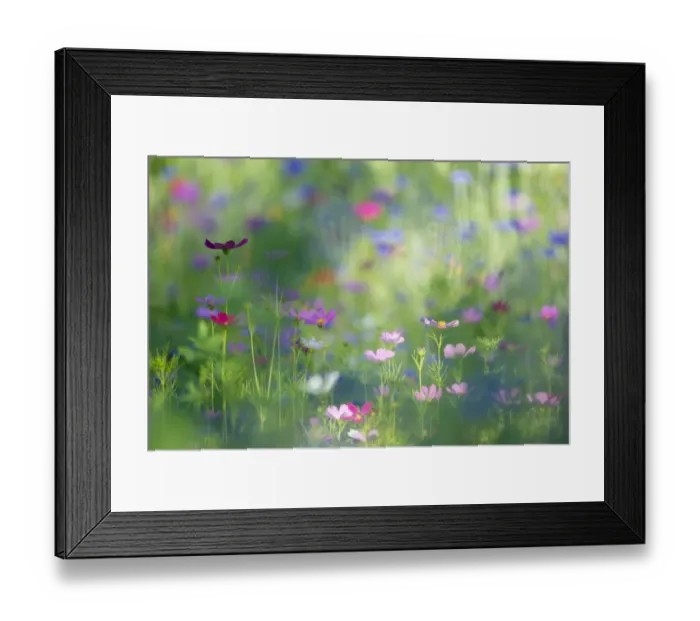 Framed Print : Cosmos (Cosmos bipinnatus), Bachelor buttons / Cornflowers (Centaurea cyanus), and Common poppies Framed Print : Cosmos (Cosmos bipinnatus), Bachelor buttons / Cornflowers (Centaurea cyanus), and Common poppies