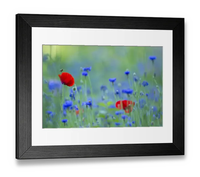 Framed Print : Honey bee (Apis mellifera) approaching a red poppy (Papaver rhoeas) in a small meadow Framed Print : Honey bee (Apis mellifera) approaching a red poppy (Papaver rhoeas) in a small meadow