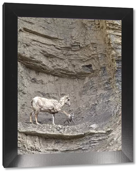 Female Rocky Mountain bighorn sheep ewe (Ovis canadensis canadensis) warning her