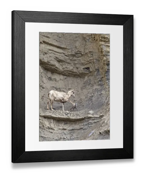 Framed Print : Female Rocky Mountain bighorn sheep ewe (Ovis canadensis canadensis) warning her