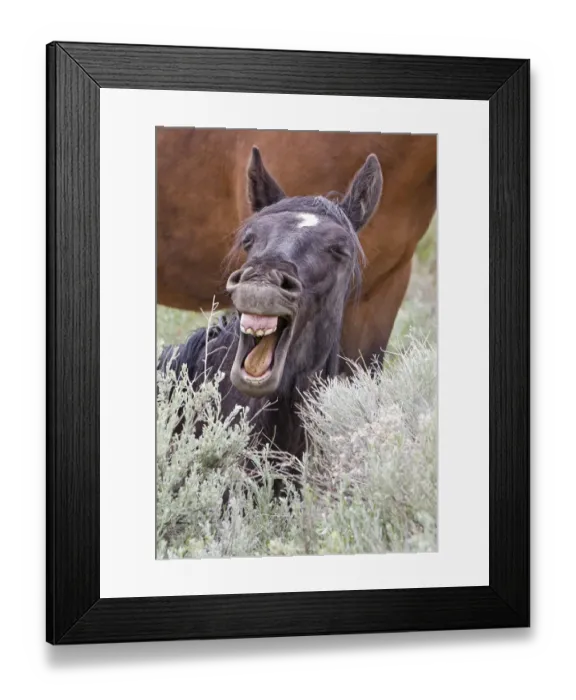 Framed Print : Wild stallion (Equus caballus) lying down in the sagebrush and yawning. The foothills south of Reno
