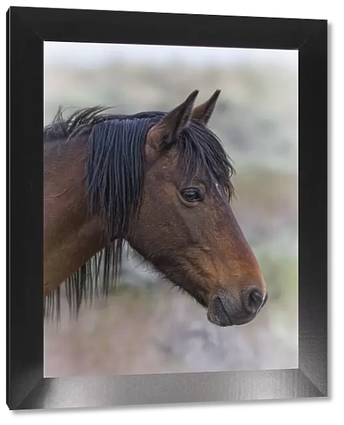 Portrait of a wild Horse (Equus caballus). The foothills of southwest Reno, Nevada, USA, May