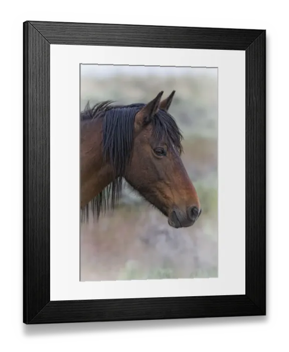 Framed Print : Portrait of a wild Horse (Equus caballus). The foothills of southwest Reno, Nevada, USA, May