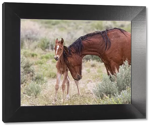 A wild newborn colt (Equus caballus) standing up being nuzzled by its mother. Foothills of Reno