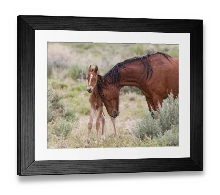 Framed Print : A wild newborn colt (Equus caballus) standing up being nuzzled by its mother. Foothills of Reno