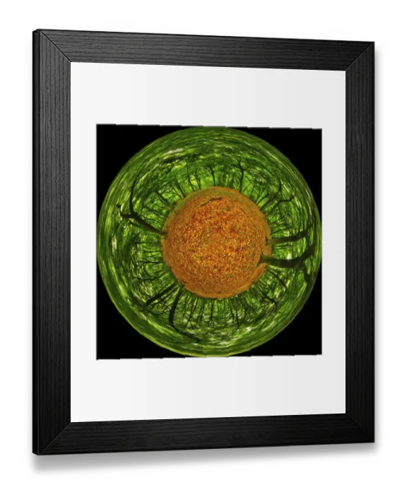 Framed Print : 360 degree panoramic photosphere of a Beech wood, Buckholt forest, Glos, UK Framed Print : 360 degree panoramic photosphere of a Beech wood, Buckholt forest, Glos, UK